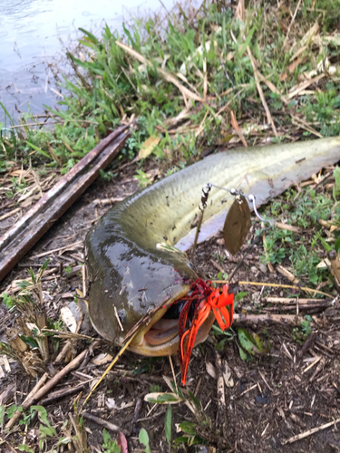 ナマズの釣果