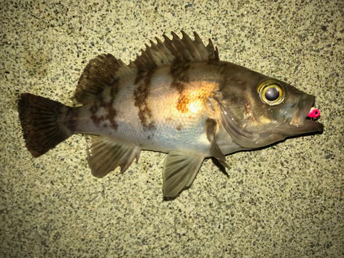 メバルの釣果