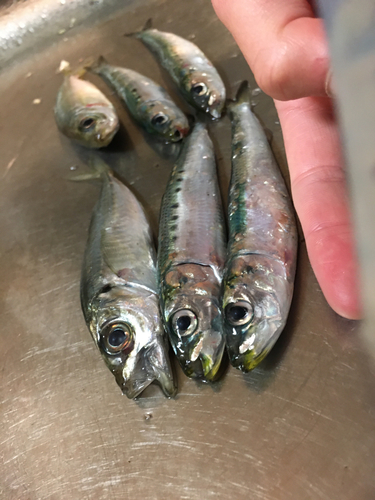 アジの釣果