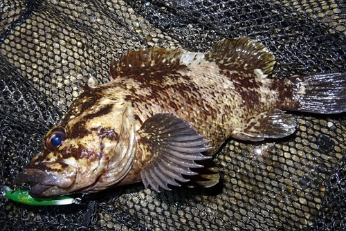 ムラソイの釣果