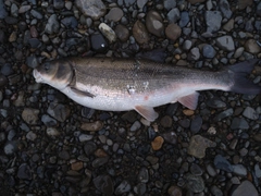 マルタウグイの釣果