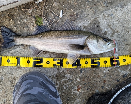 ハネ（マルスズキ）の釣果