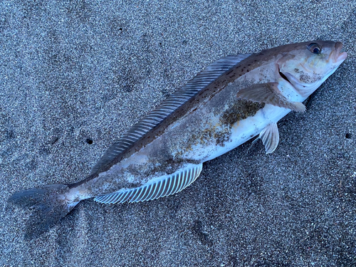 ホッケの釣果