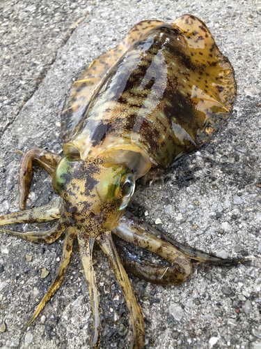 アオリイカの釣果