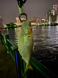 コノシロの釣果