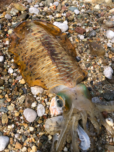 アオリイカの釣果