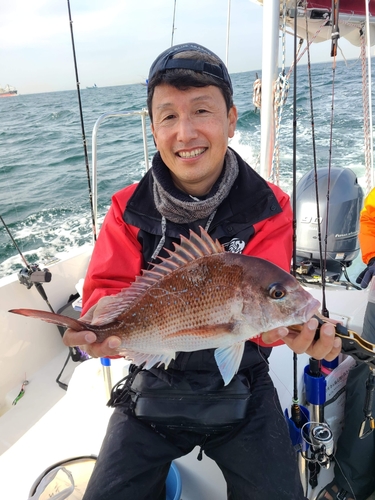 マダイの釣果