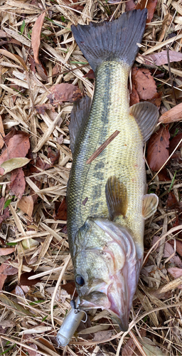 ブラックバスの釣果