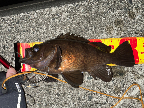 メバルの釣果