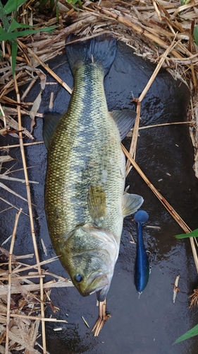 ブラックバスの釣果