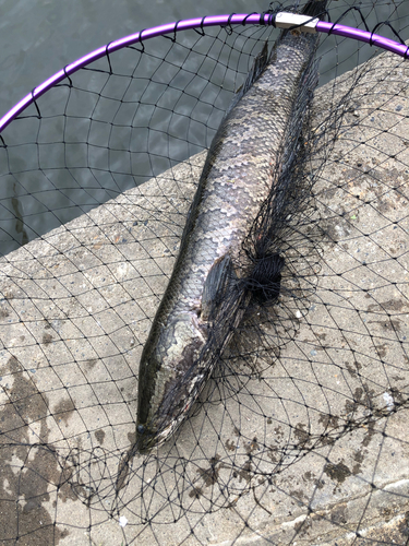 カムルチーの釣果