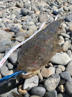 マゴチの釣果