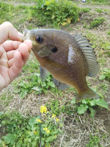 ブルーギルの釣果