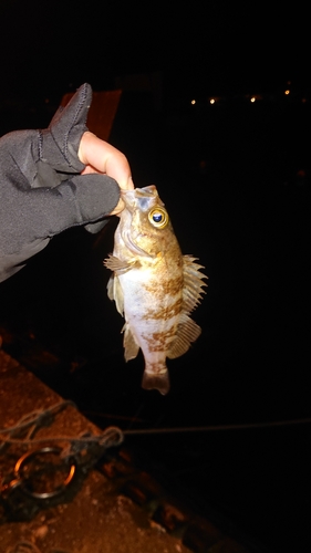 メバルの釣果