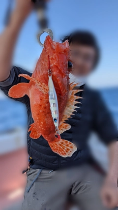 オニカサゴの釣果