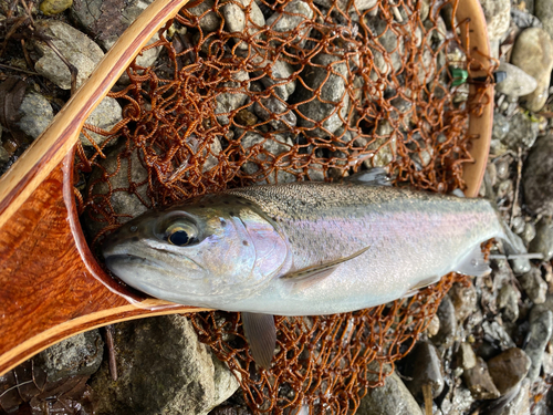 ニジマスの釣果