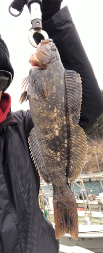 アイナメの釣果