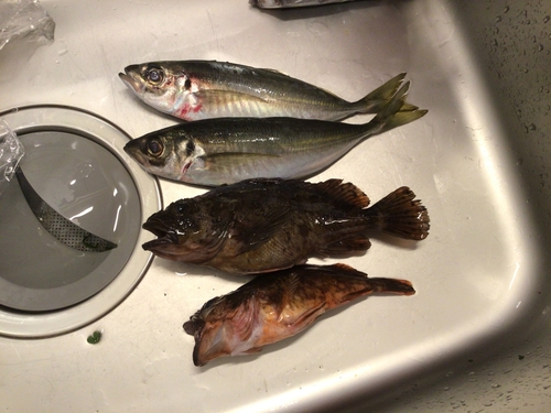 アジの釣果