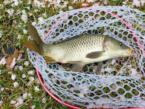 コイの釣果