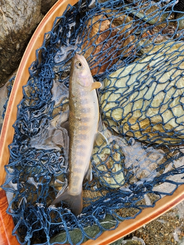 イワナの釣果