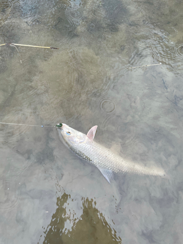 ニゴイの釣果