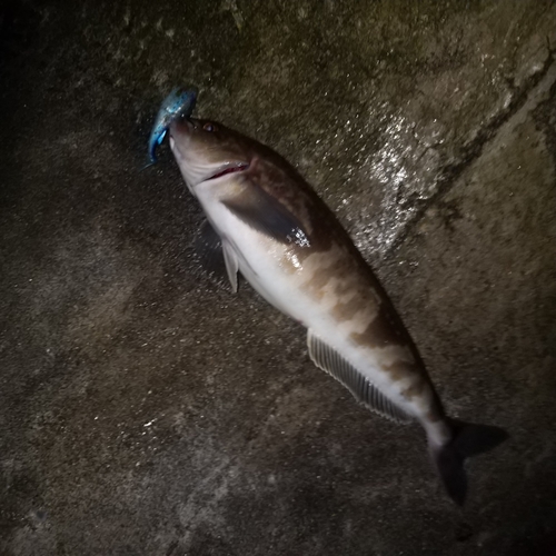 ホッケの釣果