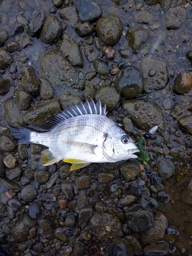 キビレの釣果