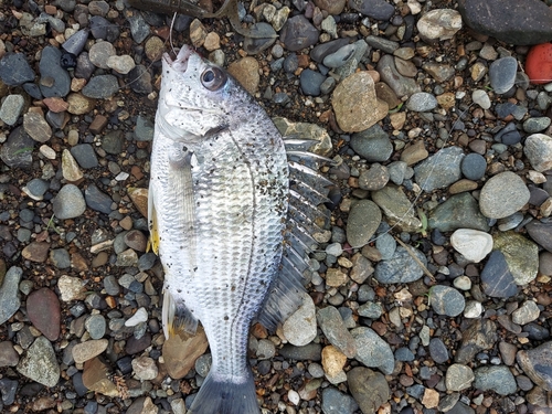 キビレの釣果