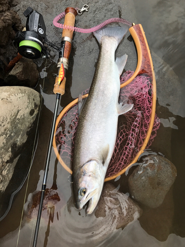 ニッコウイワナの釣果