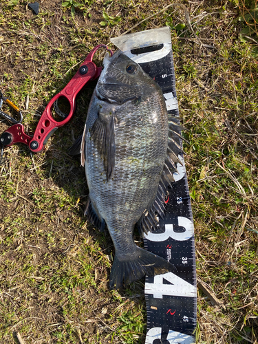 クロダイの釣果