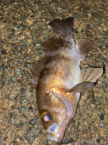 メバルの釣果