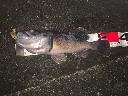 クロソイの釣果