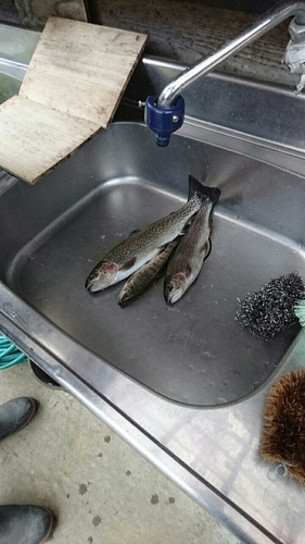 ニジマスの釣果