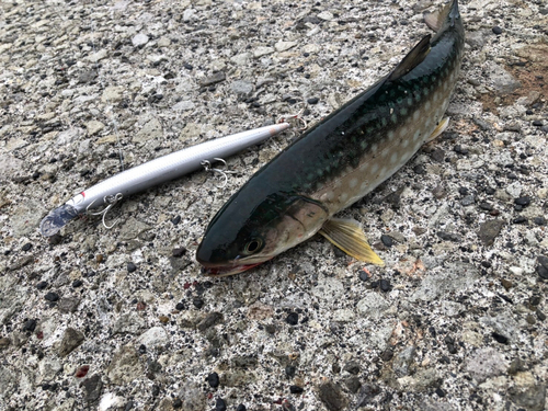 アメマスの釣果