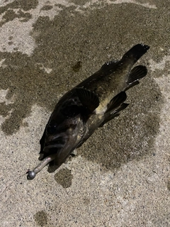 クロソイの釣果