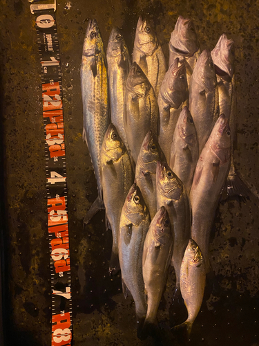 シーバスの釣果