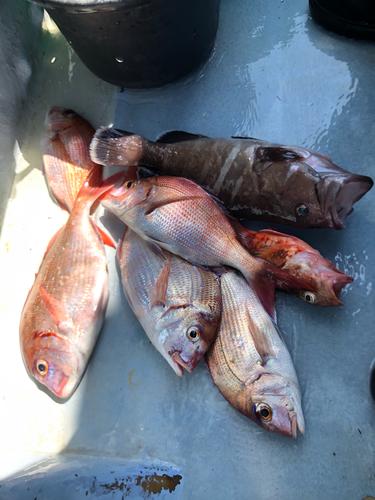 マダイの釣果