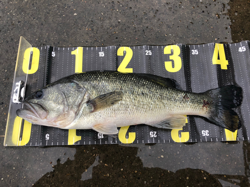 ブラックバスの釣果