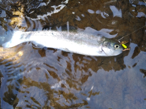 ニジマスの釣果