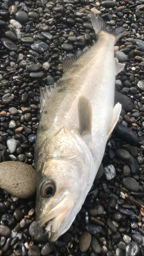 マルスズキの釣果