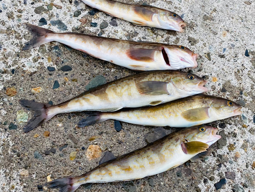 ホッケの釣果