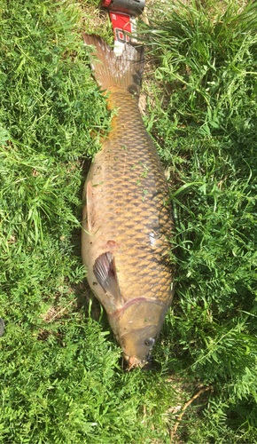 コイの釣果