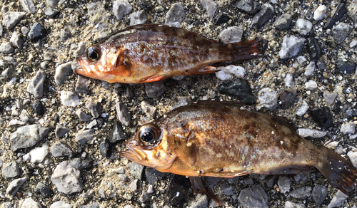 メバルの釣果