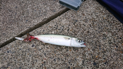 マサバの釣果