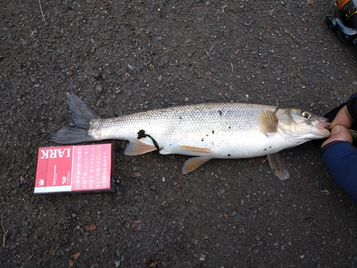 ウグイの釣果