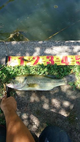 ブラックバスの釣果