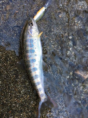 アマゴの釣果