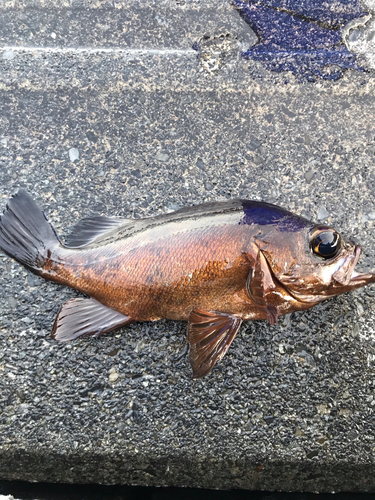 メバルの釣果