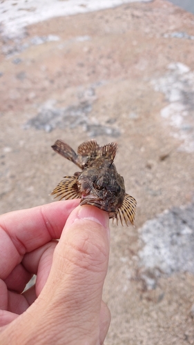 アラカブの釣果