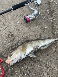 ホッケの釣果